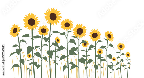 Vibrant sunflowers in full bloom against a clean white background, perfect for design projects