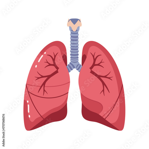 Illustration of human lungs with bronchi and trachea.