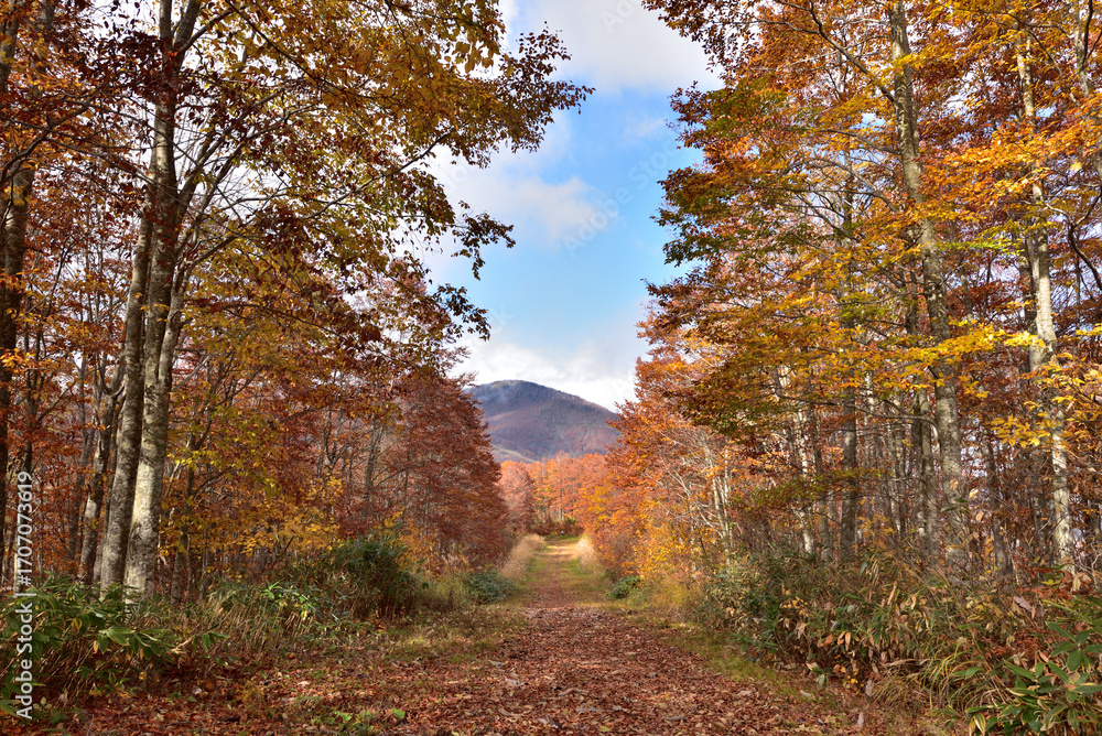 Fototapeta premium The beautiful view autumn foliage in Japan