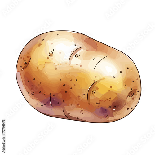 Watercolor vector illustration of fresh potato harvest, seasonal crop