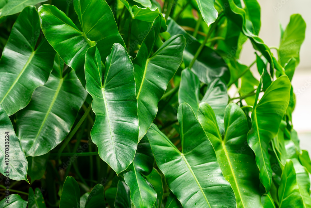 Obraz premium Lush green leaves beside modern cafe architecture, creating a fresh and natural background. Perfect for coffee shops, restaurant design, lifestyle, and eco-friendly concepts.