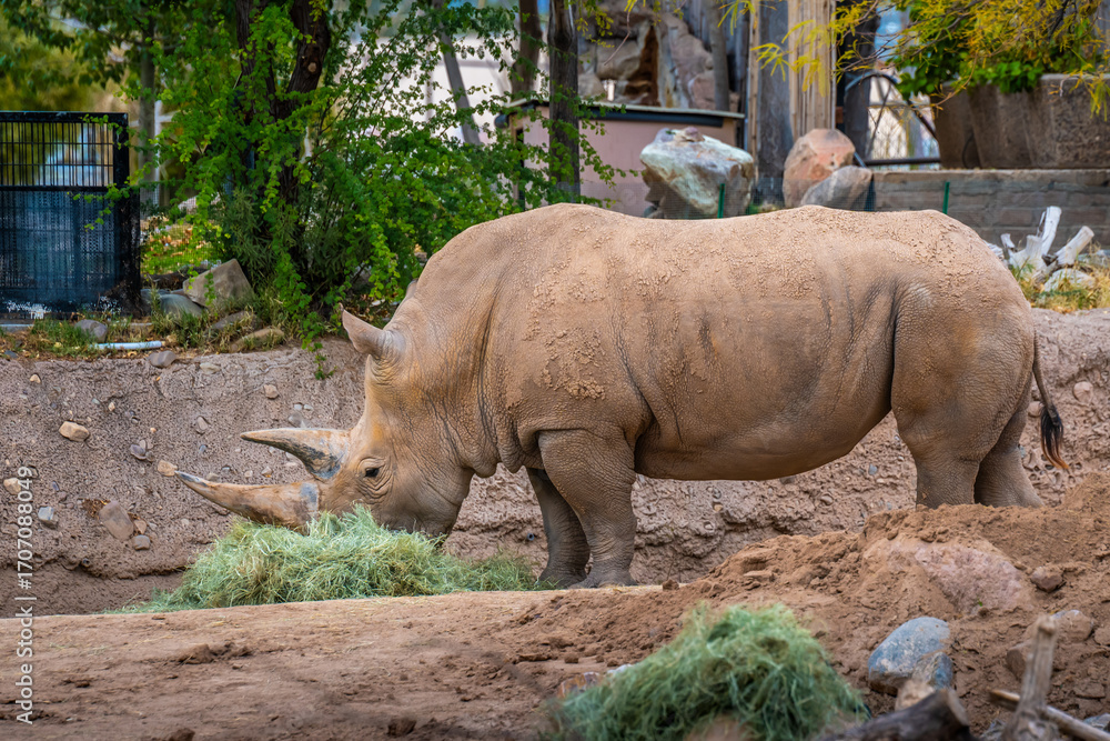 Naklejka premium A Southern White Rhinoceros in Tucson, Arizona