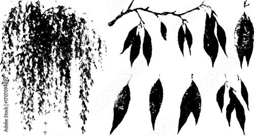 Willow tree leaves in silhouette style. Black and white botanical vector illustration set for design and graphic use.