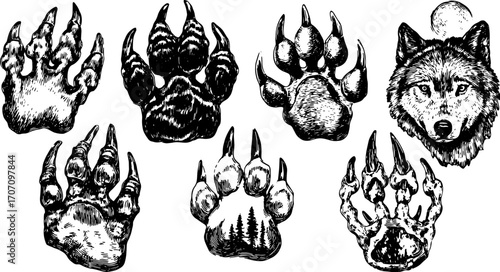 Paw and claw illustrations in a vintage engraved style. Detailed vector illustrations of wolf footprints in a set.