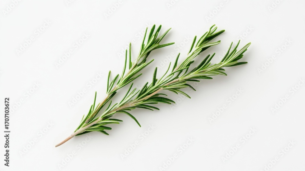 Fototapeta premium Fresh rosemary sprig on white background in studio setting