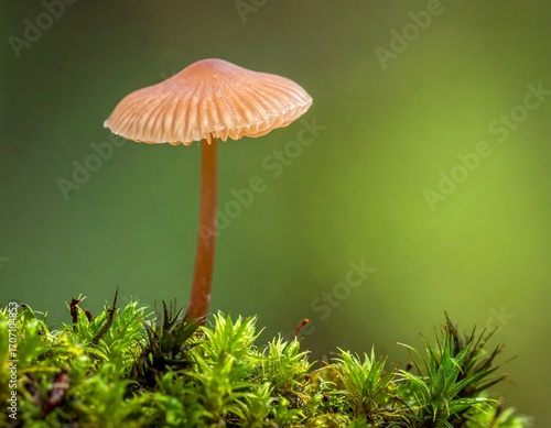 Wallpaper Mural Small mushroom on moss Torontodigital.ca