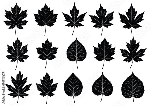 Illustration of collection of black maple and other leaf silhouettes