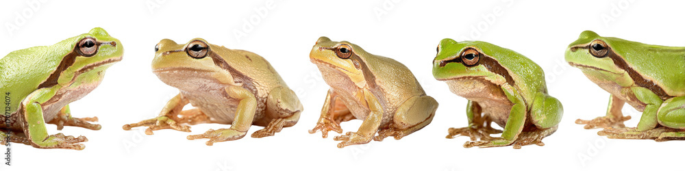 Fototapeta premium Five tree frogs in a row