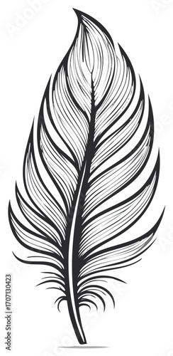 Elegant Quill Pen: Hand Drawn Feather with Detailed Lines for Vintage Writing