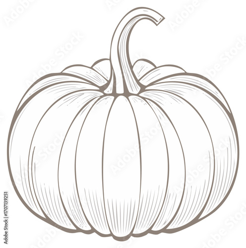 Elegant outline pumpkin illustration for autumn designs showcasing detailed lines and smooth curves in a sophisticated sketch style.
