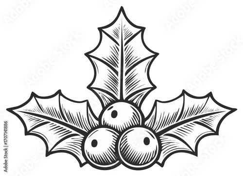 Classic Holly Leaves with Berries Engraved Illustration for Holiday Design