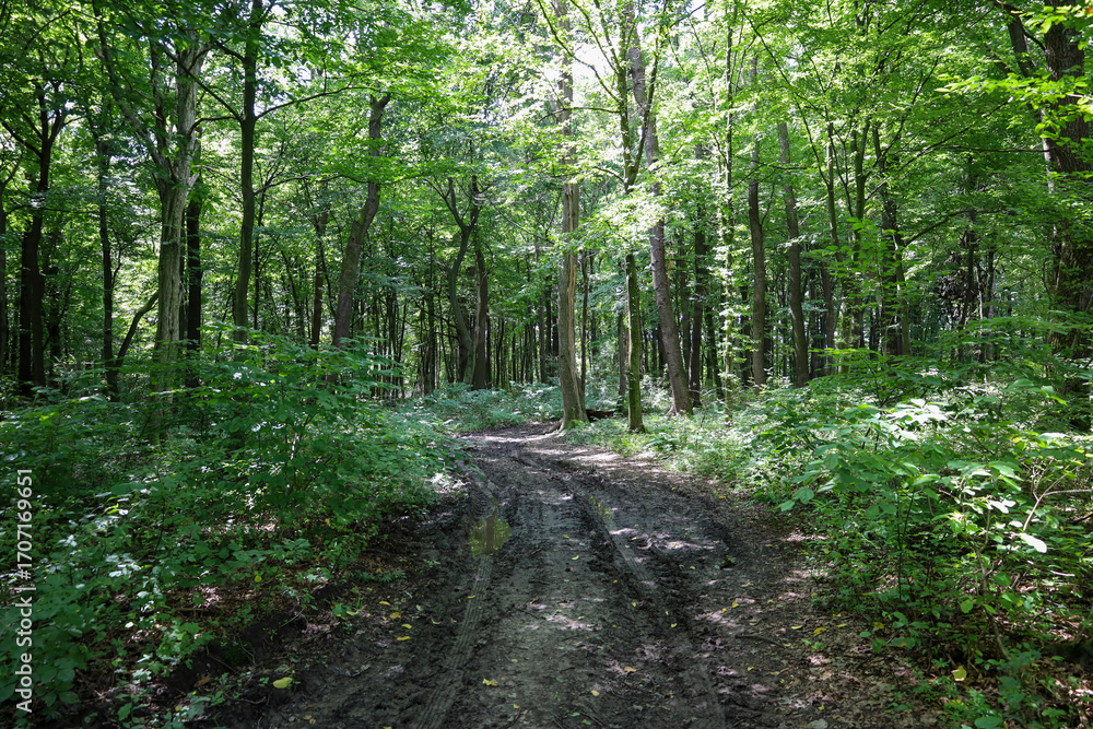 Fototapeta premium A forest road with deep ruts, passing through a dense green forest. Sunlight penetrates the leaves, creating bright patches