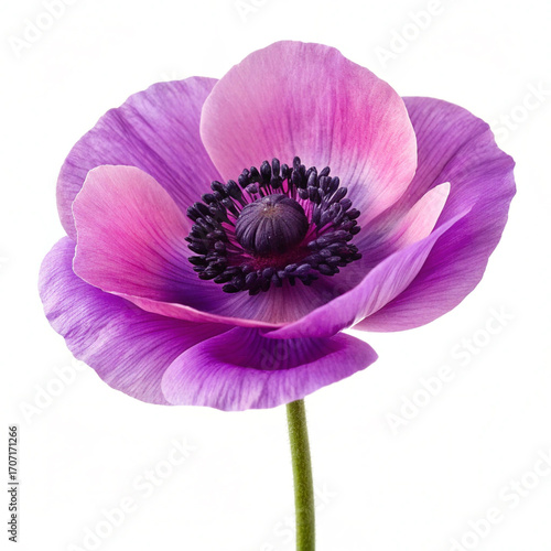 pink flower isolated on white