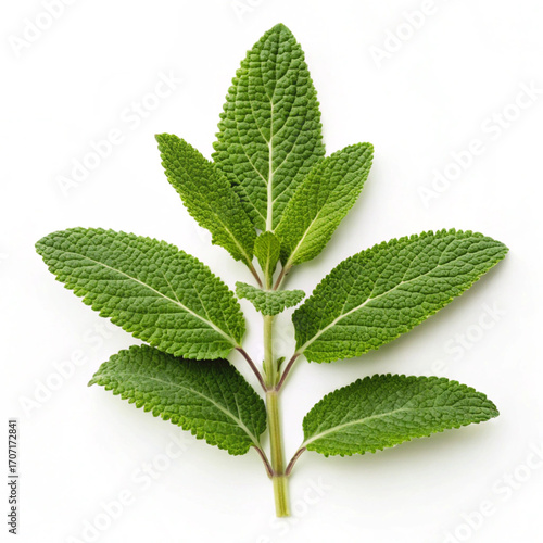 green nettle isolated on white background