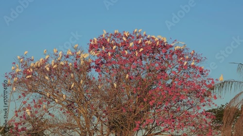 Impressive sight of white herons contrasting with the pink blossoms of a tree in the wilderness of Bonito. Mato Grosso do Sul, Brazil. Brazilian wildlife and birdwatching.