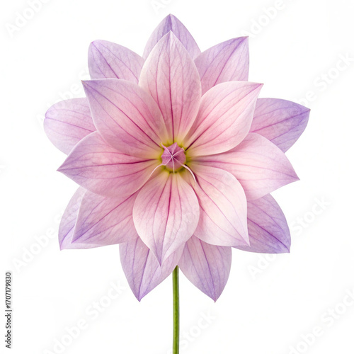 pink lotus isolated on white