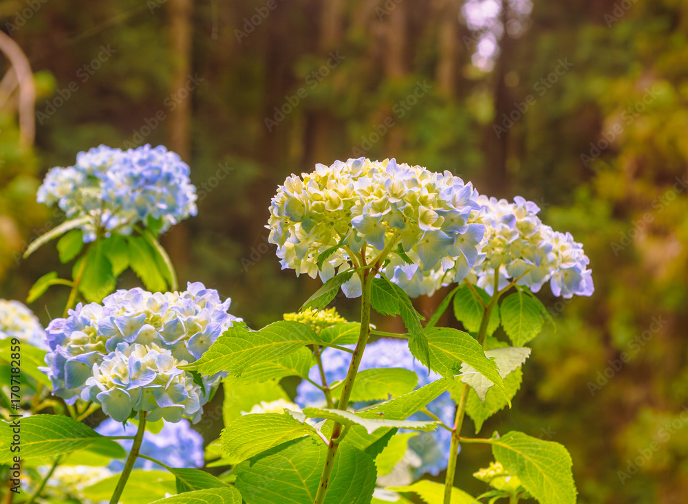 Obraz premium アジサイの小径 アジサイの花ー14