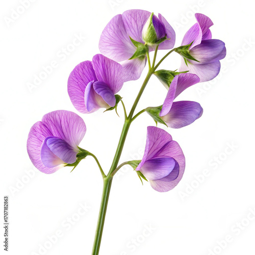 purple orchid isolated on white background