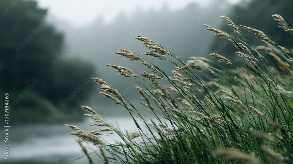 Obraz premium Water Droplets on Grasses Swaying in Wind by Misty River