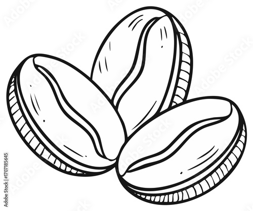 Coffee beans sketched line art illustration of aroma arabica beans