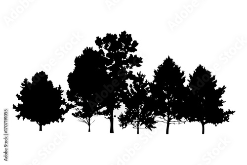 Silhouette of a group of diverse trees