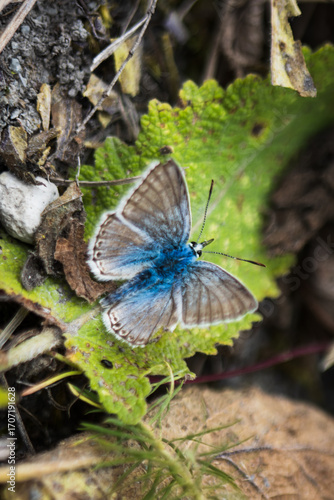 Male Chalkhill blue butterfly (Lysandra coridon) perched on flower, macro of European butterfly