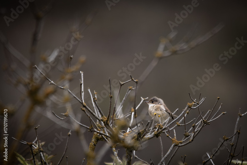 Whitethroat (Sylvia communis) hidden in dense shrub, small songbird in natural habitat