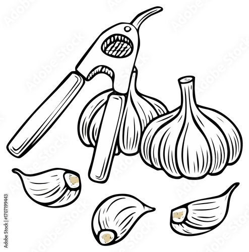 Line Art Garlic Crusher with Cloves Kitchen Illustration Graphic