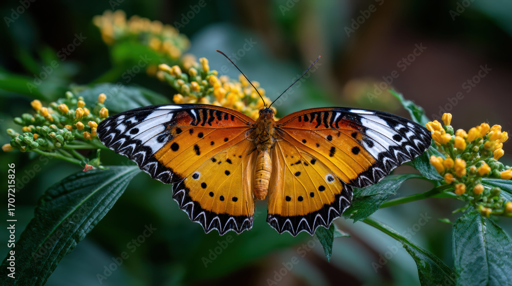 Obraz premium Orange butterfly insect nature wildlife colorful wing