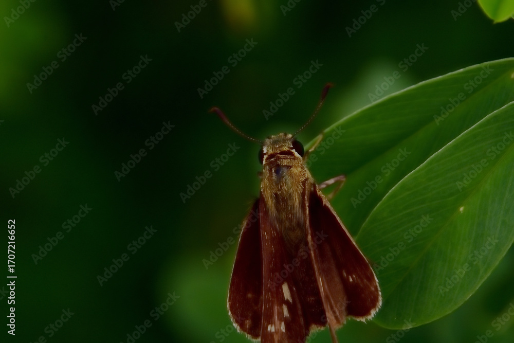 Obraz premium Close-up of a skipper butterfly (family Hesperiidae) resting on a green leaf. A small brown butterfly species captured in macro detail in Bangladesh.