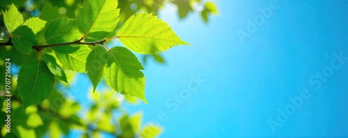 Vibrant green leaves of a tree reaching towards a clear, azure blue sky on a sunny day Perfect for nature, spring, or environmental themes , natural, organic, spring