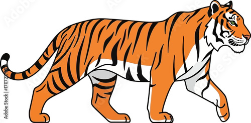 Majestic tiger with bold orange and black stripes walks confidently