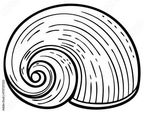 Illustration of a seashell with swirling spiral design in black and white