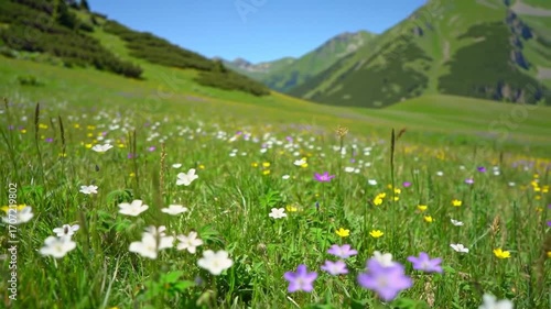 Lush Meadow in the Mountains - A Scenic View of Natures Beauty.