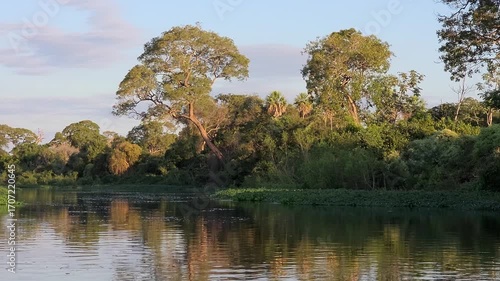 Lush green scenery of the Pantanal wetlands with perfect reflections in the water. Pocone, Mato Grosso do Sul, Brazil. Brazilian nature and wilderness.