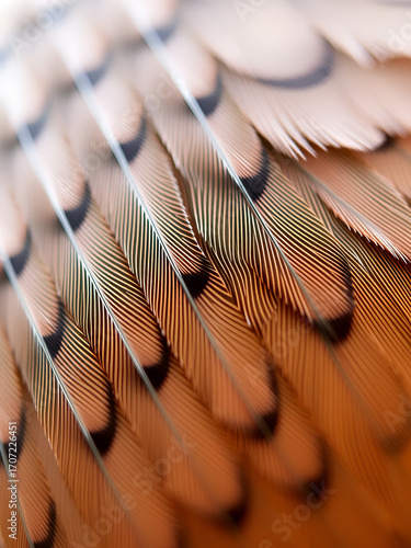 Macro shot of feathers