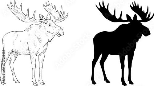 Two moose standing side by side one in outline and the other in black silhouette with large antlers editable vector eps/eps
