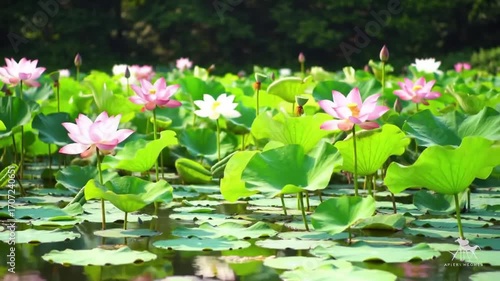 Beautiful Lotus Pond in Full Bloom.