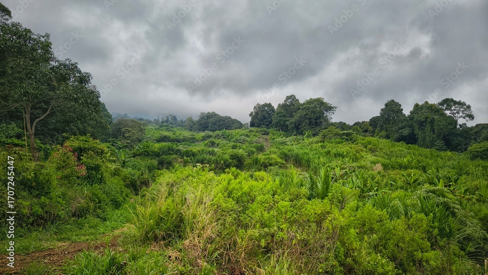 Obraz premium Lush Green Landscape with Dense Tropical Vegetation Under Cloudy Sky