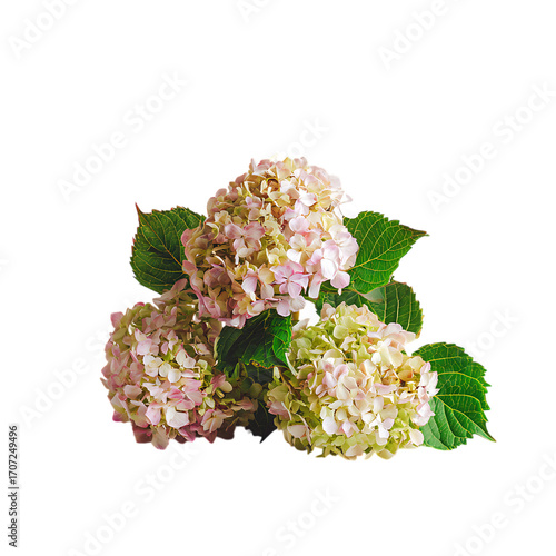 Hydrangea Cluster png