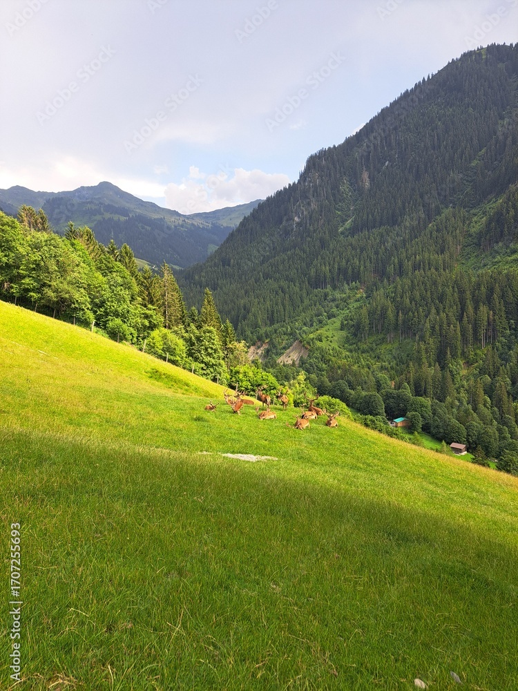 Fototapeta premium Deer Herd Grazing on a Lush Alpine Meadow in the Mountains