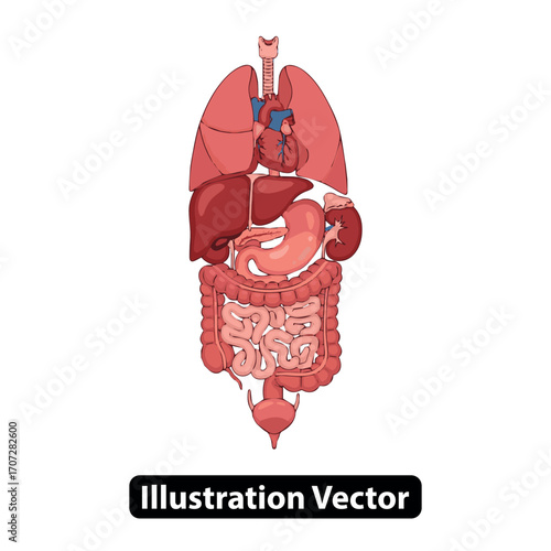 Anatomical vector illustration of the primary human internal organs and digestive system