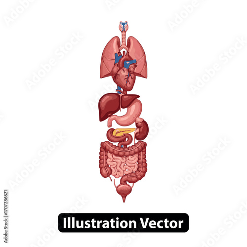 Anatomical Illustration of Human Organs Lungs, Heart, Liver, and Intestines, Science Biology