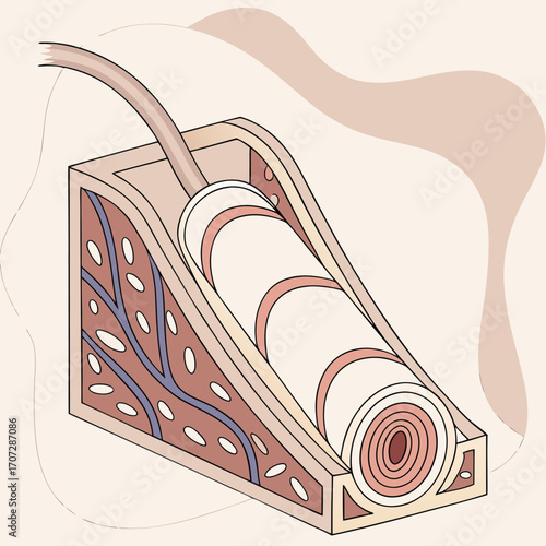 Histology of the Vas Deferens Microscopic Cross-Section Vas Deferens Wall Cross-Sectional Anatomy Sperm Duct Tissue with Ciliated Epithelium Detailed Vas Deferens Micrograph with Smooth Muscle