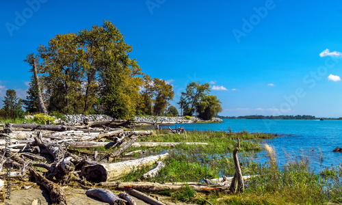 View of the Fraser River at low tide. Green meadow with green grass. Dead trees on the bank. Park area with green trees on the embankment. Against the background of the blue sky