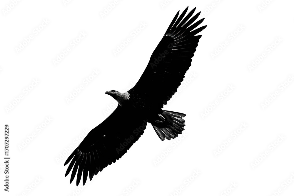 Naklejka premium Black And White Eagle In Flight Against Transparent Background