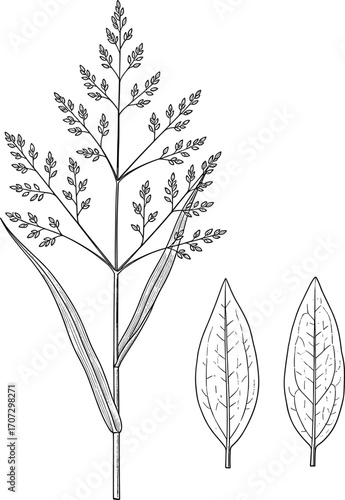 Black-and-white botanical vector of grass species with detailed leaf venation and panicle inflorescence for educational and scientific illustration.