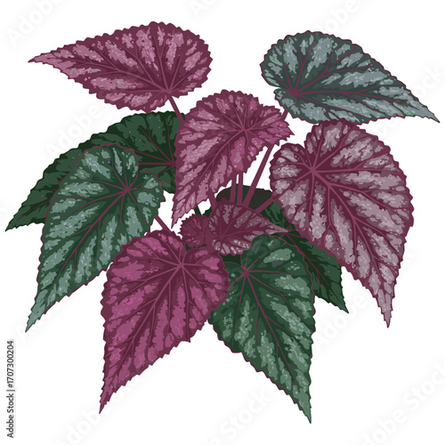 Vibrant begonia rex plant with purple and green leaves – flat illustration