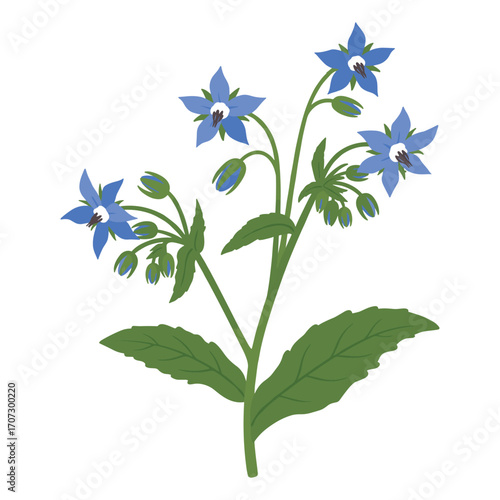Vibrant blue borage plant with green leaves and stems – flat illustration