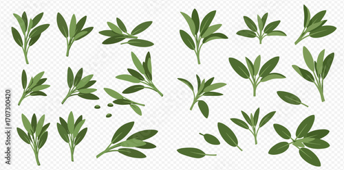 Collection of sage plant sprigs and individual leaves isolated on a transparent background.